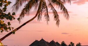 Palm Tree Near Body of Water during Sunset in Grand Bahama Island, Bahamas.