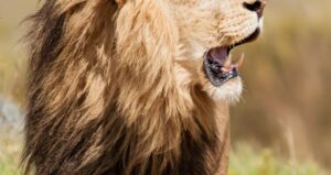 Wild lion standing with opened mouth in nature in sunny day in Savannah, Georgia.